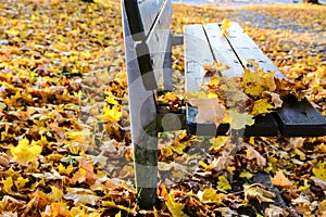 Autumn in the public park in Sweden walking to work