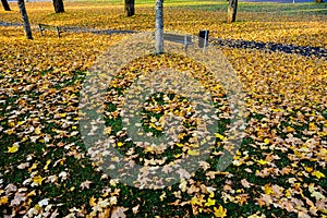 Autumn in the public park in Sweden walking to work