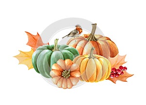 Autumn pumpkin arrangement. Watercolor illustration. Hand drawn rustic thanksgiving festive decoration. Robin bird on
