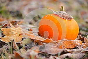 Autumn. pumpkin in autumn leaves in hoarfrost. .First frosts.White frost on brown leaves. Autumn weather.Beautiful