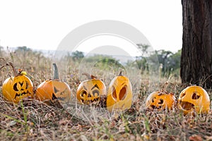 Autumn pumpkin in colorful leaves sunshine