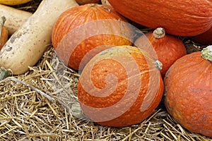 Autumn pumpkin decoration, closeup