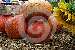 Autumn pumpkin decoration, closeup