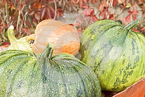 Autumn Pumpkin Harvest