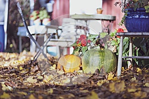 Autumn pumpkin harvest on a farm