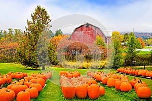 Autumn pumpkin patch with rustic old red barn and fall colors