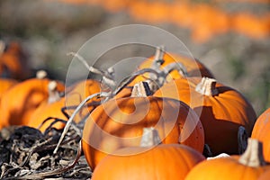Autumn pumpkin scene