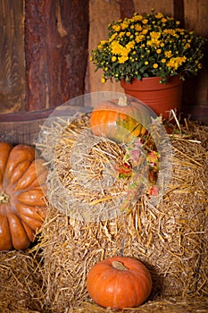 Autumn Pumpkin Thanksgiving Background - orange pumpkins, leaves and flowers over wooden floor