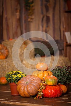 Autumn Pumpkin Thanksgiving Background - orange pumpkins, leaves and flowers over wooden floor