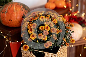 Autumn Pumpkin Thanksgiving Background. Pumpkins, flowers and leaves.