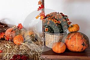 Autumn Pumpkin Thanksgiving Background. Pumpkins, flowers and leaves.