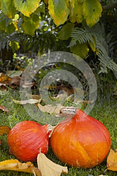 Autumn pumpkins