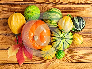 Autumn pumpkins as Thanksgiving background