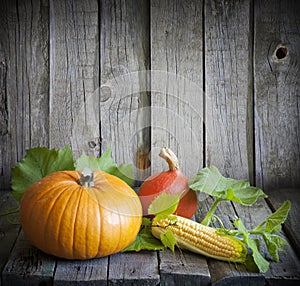 Autumn pumpkins and corn