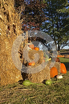 Autumn pumpkins and corn shocks photo