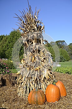 Autumn pumpkins and corn shocks photo