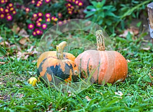 Autumn pumpkins harvest