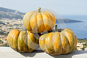 Autumn pumpkins pile in harvest time