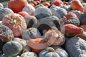 Autumn Pumpkins, Squash, and Gourds