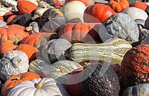 Autumn Pumpkins, Squash, and Gourds