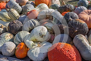 Autumn Pumpkins, Squash, and Gourds