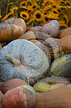 autumn pumpkins on thanksgiving outdoor farmers market