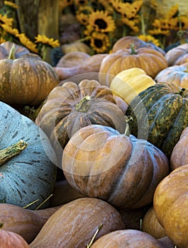 autumn pumpkins on a wooden thanksgiving table