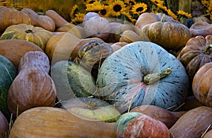 autumn pumpkins on a wooden thanksgiving table outdoor farmers market