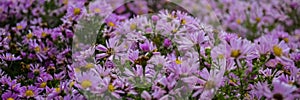 Autumn purple flowers. Tripolium pannonicum, called sea aster