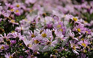 Autumn purple flowers. Tripolium pannonicum, called sea aster