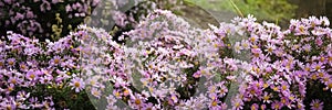 Autumn purple flowers. Tripolium pannonicum, called sea aster