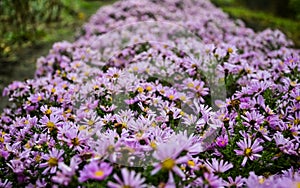 Autumn purple flowers. Tripolium pannonicum, called sea aster