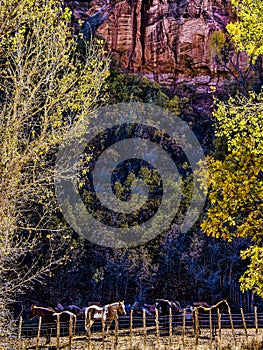 Autumn Quaking Aspens and Mountains with horses in Utah