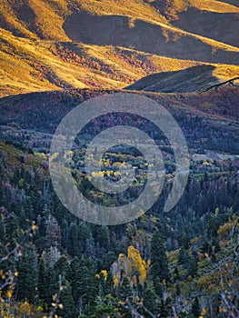 Autumn Quaking Aspens and Mountains on Mt. Nebo Trail Utah