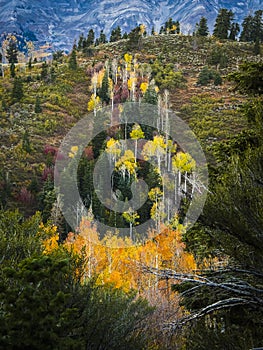 Autumn Quaking Aspens and Pines on Mt. Nebo Trail Utah