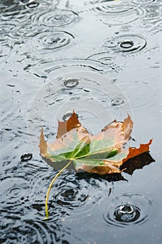 Herbst der Regen 