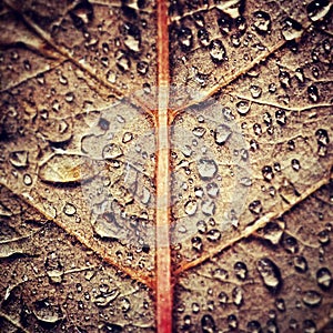 Autumn rain