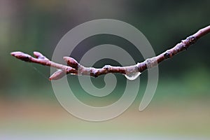 Autumn rain raindrop