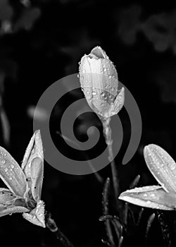 Rain drops on crocus flowers