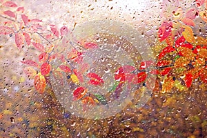 Autumn rain, water drops on a window pane