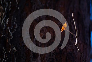 Autumn ray of sun falls on a dry leaf of an apple tree