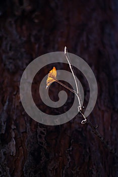 Autumn ray of sun falls on a dry leaf of an apple tree