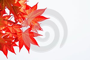 Autumn rea maple leaves.