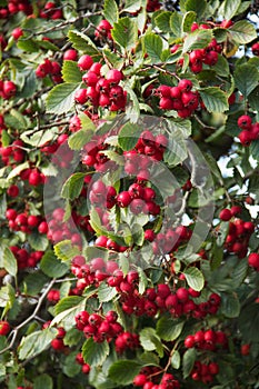 Autumn red berries on a hawthorn bush