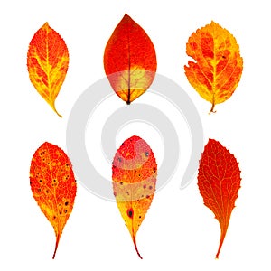 Autumn red chokeberry leaves collection