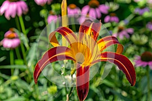 Autumn red daylily Hemerocallis Rojo photo