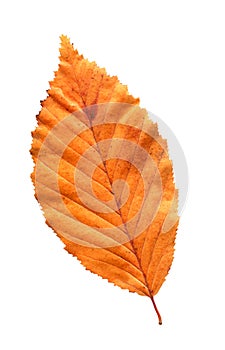 Autumn red elm leaf isolated on white background