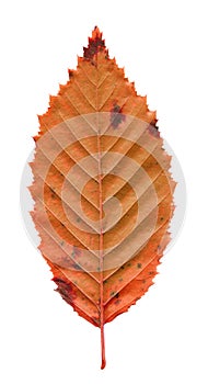 Autumn red elm leaf isolated on white background