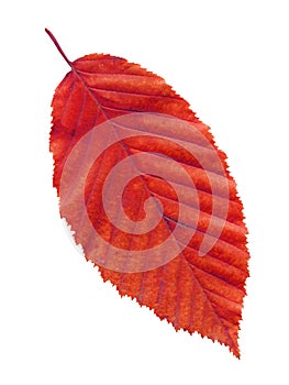 Autumn red elm leaf isolated on white background photo