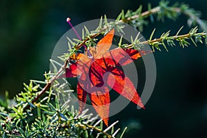An autumn red Japanese maple leaf caught on the green needles of a juniper Juniperus communis Horstmann. Red leaf on blurred garde photo